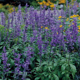 サルビア 種 【 ファリナセア ビクトリアブルー 】 小袋（約100粒） （ サルビアの種 花の種 ）
