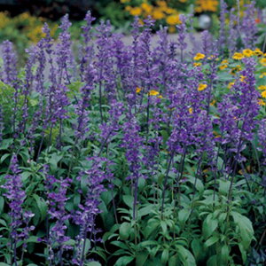 �T���r�A �� �y �t�@���i�Z�A �r�N�g���A�u���[ �z ���܁i��100���j �i �T���r�A�̎� �Ԃ̎� �j