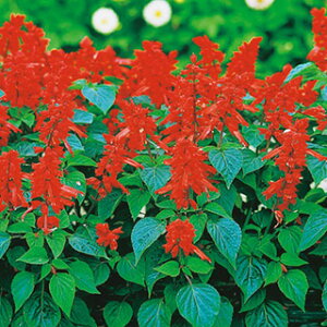 �T���r�A �� �y �z�b�g�W���Y �z ���܁i��70���j �i �T���r�A�̎� �Ԃ̎� �j