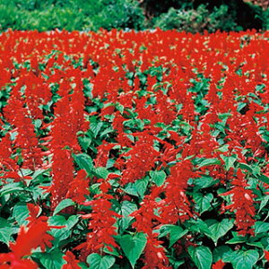 �T���r�A �� �y �{���t�@�C���[ �z ���܁i �T���r�A�̎� �Ԃ̎� �j