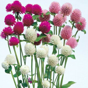 ����g �� �y ������� ���� �z ���܁i��40���j �i ����g�̎� �Ԃ̎� �j