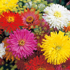 �S�����i�W�j�A�j �� �y F1�T�}�[�h���X ���� �z ���܁i��50���j �i �S�����i�W�j�A�j�̎� �Ԃ̎� �j