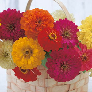 SiWjAj  y F1TVC  z ܁i50j i SiWjAj̎ Ԃ̎ j