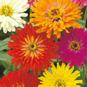 �S�����i�W�j�A�j �� �y �J�N�^�X�� ���� FZN119 �z ���� �i �S�����i�W�j�A�j�̎� �Ԃ̎� �j