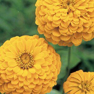 S  y _A@Ji[o[h z  i S̎ j