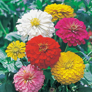 SiWjAj  y _A炫  z  i SiWjAj̎ Ԃ̎ j