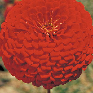 S  y _A@XJ[bgt[ z  i S̎ j