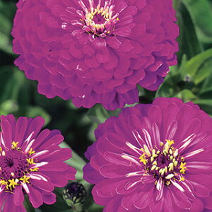 S  y _A@h[ z  i S̎ j