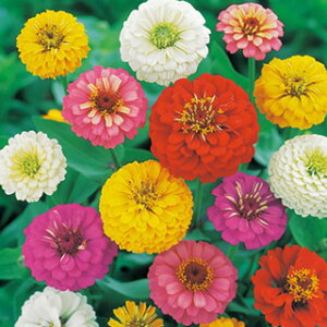 �S�����i�W�j�A�j �� �y ���֍� ���� �z ���� �i �S�����i�W�j�A�j�̎� �Ԃ̎� �j