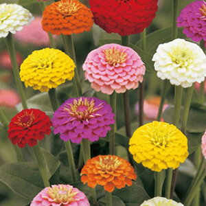 SiWjAj  y ||  z  i SiWjAj̎ Ԃ̎ j