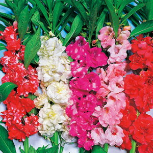 P  y ֍  z ܁i100j i PԂ̎ Ԃ̎ j