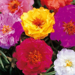 tڂi|[`Jj  y d  z  i tڂi|[`Jj̎ Ԃ̎ j