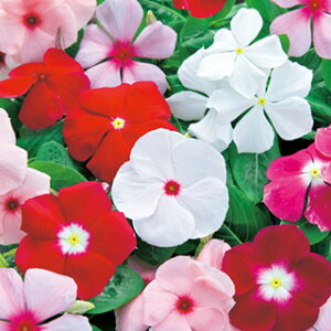 �r���J�i�������j �� �y �p�V�t�B�JXP �~�b�N�X �z ���܁i��60���j �i �r���J�i�������j�̎� �Ԃ̎� �j