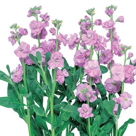 ストック 種 【 カルテット ラベンダー 】 10ml （ ストックの種 花の種 ）