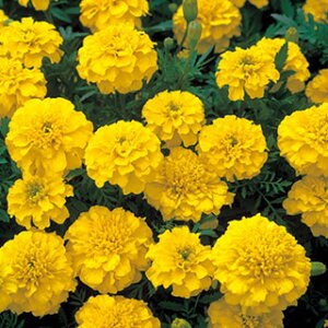 �t�����`�}���[�S�[���h�i�E�����j �� �y �{�i���U �C�G���[ �z ���܁i��30���j �i �t�����`�}���[�S�[���h�i�E�����j�̎� �Ԃ̎� �j