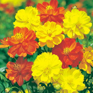 RXXiHj  y Tj[ z ܁i50j i RXXiHj̎ Ԃ̎ j