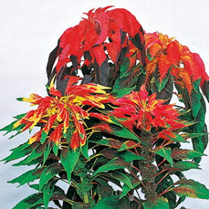 �����Ƃ��i�{���j �� �y �t�����Ƃ� �N�I�h���J���[ ���� �z ���� �i �����Ƃ��i�{���j�̎� �Ԃ̎� �j