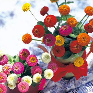 �S�����i�W�j�A�j �� �y �T���{�E ���� �z ���܁i��80���j �i �S�����i�W�j�A�j�̎� �Ԃ̎� �j