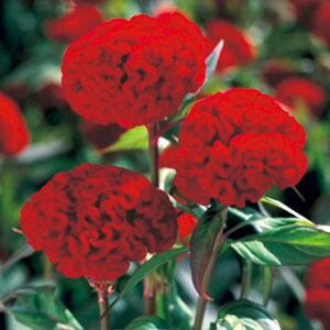 �����Ƃ��i�{���j �� �y �v���� �g�M�i�Ԍs�j �z ���� �i �����Ƃ��i�{���j�̎� �Ԃ̎� �j