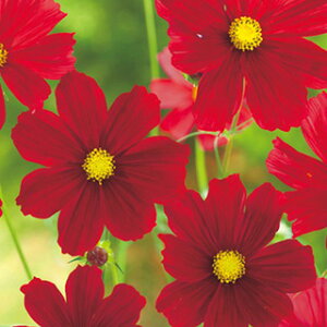 RXXiHj  y bhxTC z  i RXXiHj̎ Ԃ̎ j