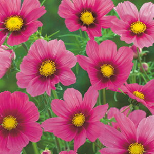 RXXiHj  y xTC z ܁i50j i RXXiHj̎ Ԃ̎ j