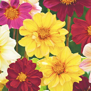 _A  y AEB  z  i _A̎ j