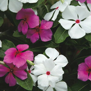 �r���J�i�������j �� �y ���� ���� �z ���܁i��130���j �i �r���J�i�������j�̎� �Ԃ̎� �j