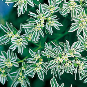 ���ᑐ�i���[�z���r�A�j �� �y �X�� �z ���� �i ���ᑐ�i���[�z���r�A�j�̎� �Ԃ̎� �j