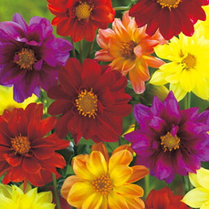 _A  y A[[o[h z ܁i80j i _A̎ Ԃ̎ j