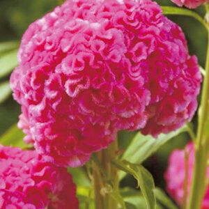 �����Ƃ��i�{���j �� �y �v���� ���[�Y �z ���� �i �����Ƃ��i�{���j�̎� �Ԃ̎� �j