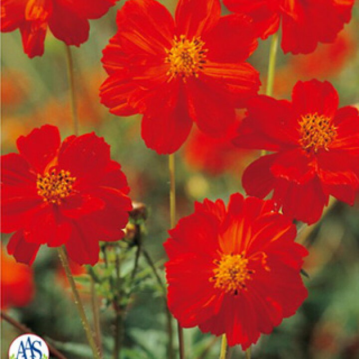 楽天市場 コスモス 秋桜 種 キバナコスモス ディアボロ 小袋 コスモス 秋桜 の種 花の種 菜園くらぶ 家庭菜園の専門店 楽天市場 コスモス 秋桜 種 キバナコスモス ディアボロ 小袋 コスモス 秋桜 の種 花の種 菜園くらぶ 家庭菜園の専門店