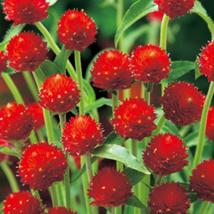 楽天市場 千日紅 種 ストロベリーフィールズ 小袋 約40粒 千日紅の種 花の種 菜園くらぶ 家庭菜園の専門店