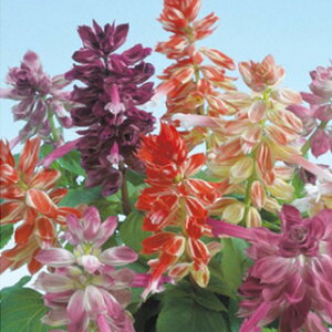 花 桃 種 Diy 工具の人気商品 通販 価格比較 価格 Com 花 桃 種 Diy 工具の人気商品 通販 価格比較 価格 Com