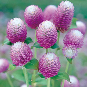 ����g �� �y �o�C�J���[ ���[�Y �z ���� 0.4ml�i��40���j �i ����g�̎� �Ԃ̎� �j