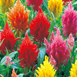 �����Ƃ��i�{���j �� �y �L���b�X������ �z ���� �i �����Ƃ��i�{���j�̎� �Ԃ̎� �j