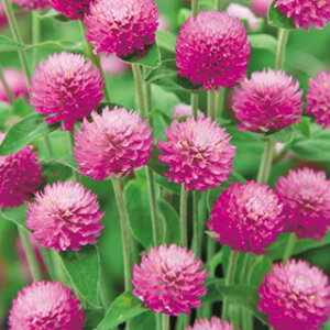 g  y I[h[ sNCv z ܁i30j i g̎ Ԃ̎ j