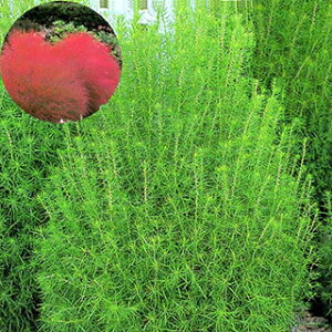 �R�L�A �� �y �O���[�� �z ���珬�� �i �R�L�A�̎� �Ԃ̎� �j