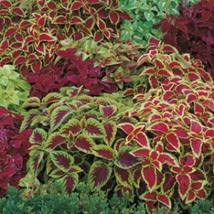 �R���E�X �� �y �E�B�U�[�h ���� �z ���� �i �R���E�X�̎� �Ԃ̎� �j