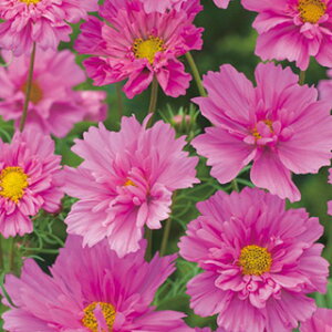 RXXiHj  y _uNbN [Y{{ z  i RXXiHj̎ Ԃ̎ j