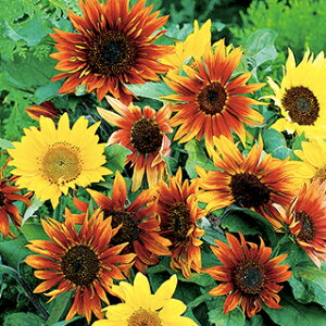 Ђ܂  y ␫Ђ܂@pL[g ~bNX z  i Ђ܂̎ j