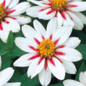 �S�����i�W�j�A�j �� �y �U�n�� �X�^�[���C�g���[�Y �z ���� �i �S�����i�W�j�A�j�̎� �Ԃ̎� �j