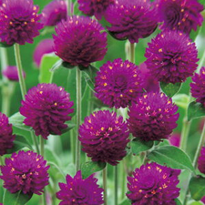 g  y I[h[ p[vbh z  i g̎ Ԃ̎ j