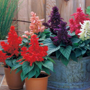 �T���r�A �� �y �t�������R �~�b�N�X �z ���܁i��40���j �i �T���r�A�̎� �Ԃ̎� �j