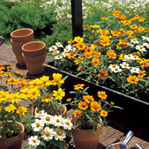 �S�����i�W�j�A�j �� �y �v�`�����h ���� �z ���܁i��100���j �i �S�����i�W�j�A�j�̎� �Ԃ̎� �j