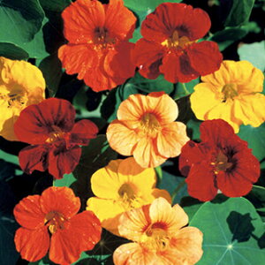 ���@�� �� �y �`�b�v�g�b�v ���� �z ���� �i ���@�Ԃ̎� �j