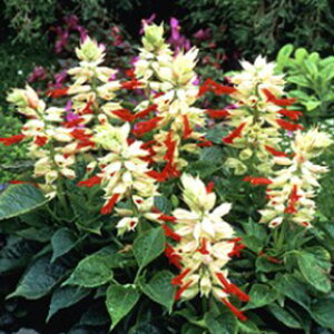 �T���r�A �� �y �g�[�`���C�g �z ���܁i��40���j �i �T���r�A�̎� �Ԃ̎� �j