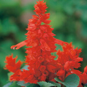 �T���r�A �� �y �t�������R ���b�h �z ���܁i��40���j �i �T���r�A�̎� �Ԃ̎� �j