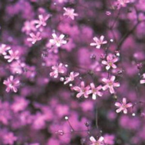 ݑ  y GKX[Y z 珬 i ݑ̎ Ԃ̎ j