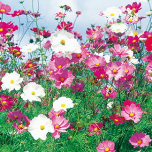 RXXiHj  y ZZ[V z 1dl i RXXiHj̎ Ԃ̎ j