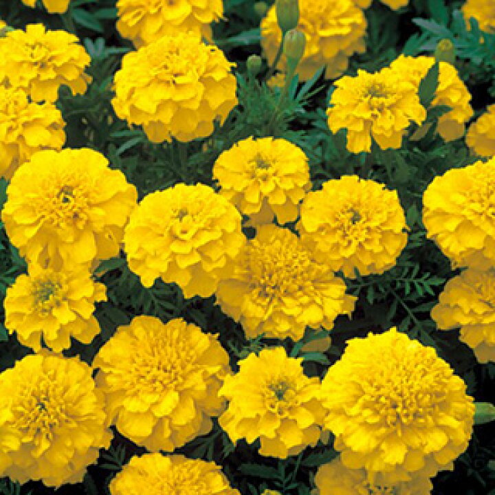 楽天市場 フレンチマリーゴールド 種 ボナンザ イエロー 1000粒 フレンチマリーゴールドの種 花の種 菜園くらぶ 家庭菜園の専門店 楽天市場 フレンチマリーゴールド 種 ボナンザ イエロー 1000粒 フレンチマリーゴールドの種 花の種 菜園くらぶ 家庭菜園の専門店